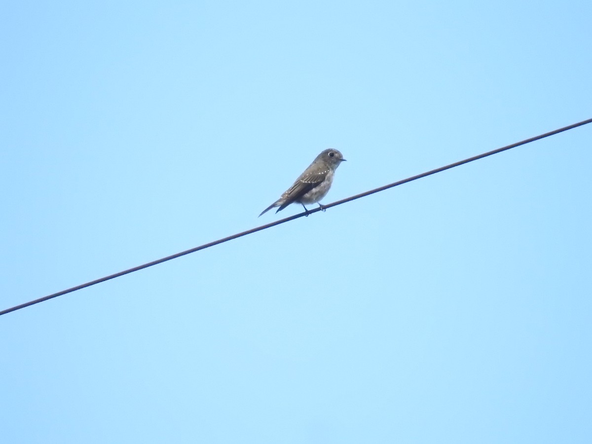 Dark-sided Flycatcher - ML643483672