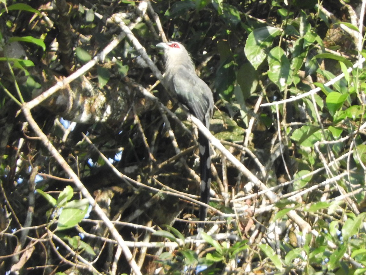 Green-billed Malkoha - ML643483675