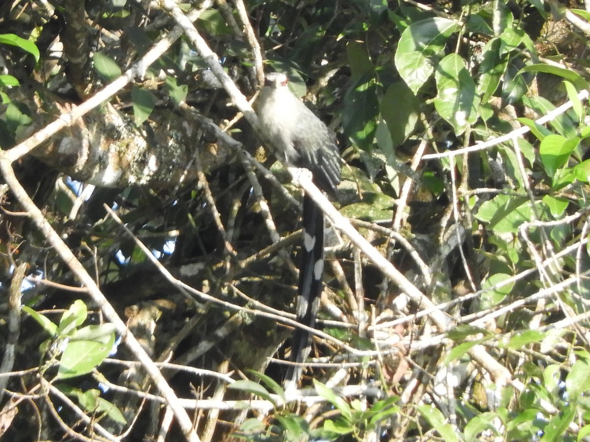 Green-billed Malkoha - ML643483676
