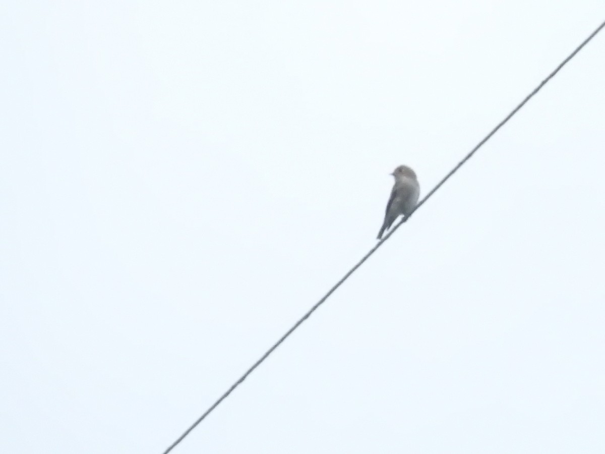 Dark-sided Flycatcher - ML643483677