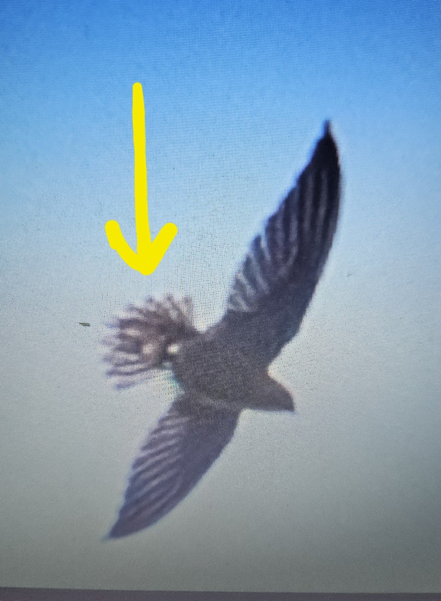 rorýs kouřový - ML643483678