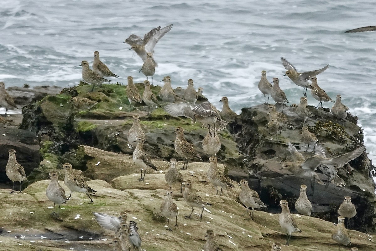 European Golden-Plover - ML643483685