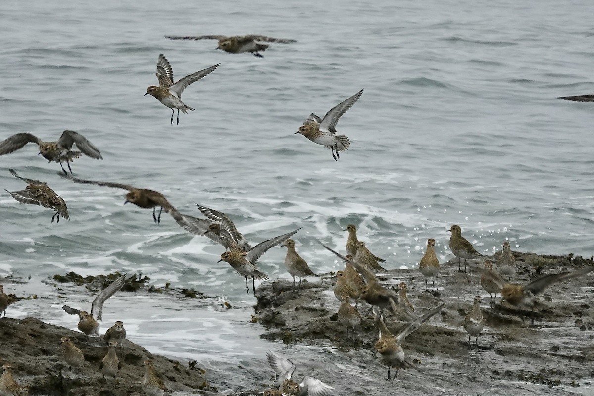 European Golden-Plover - ML643483686