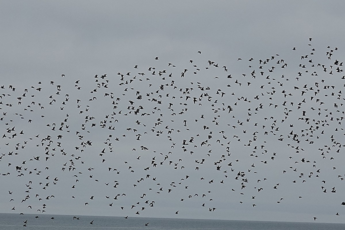 European Golden-Plover - ML643483687
