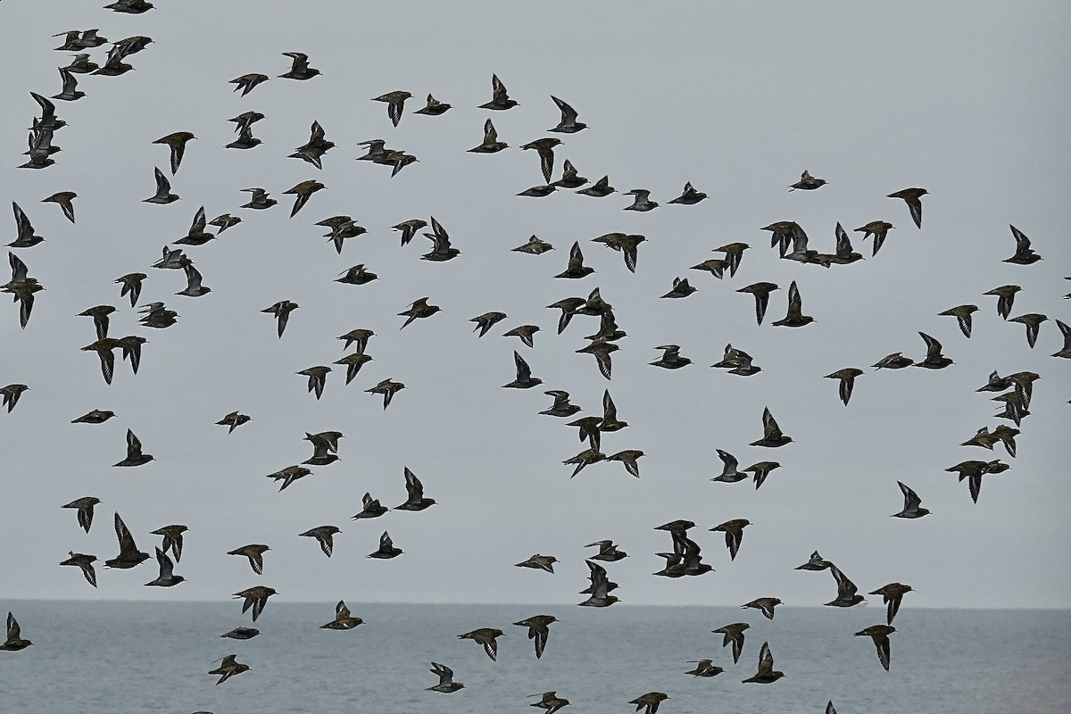 European Golden-Plover - ML643483688