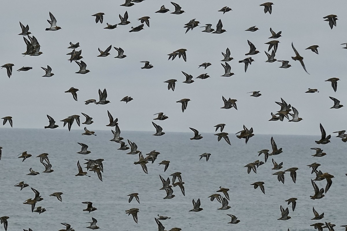 European Golden-Plover - ML643483689