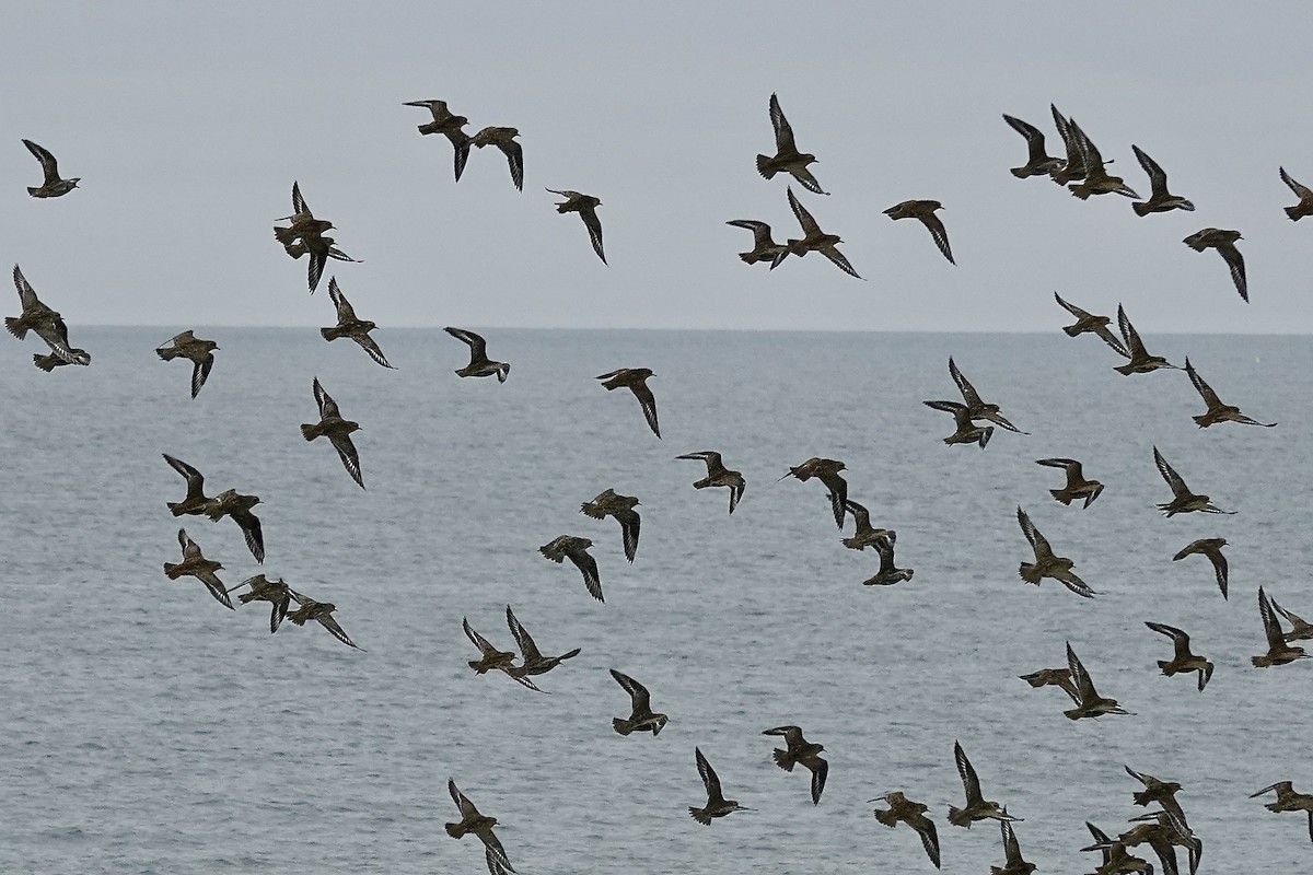 European Golden-Plover - ML643483690