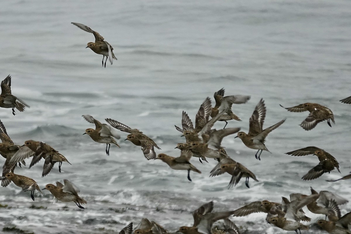 European Golden-Plover - ML643483691