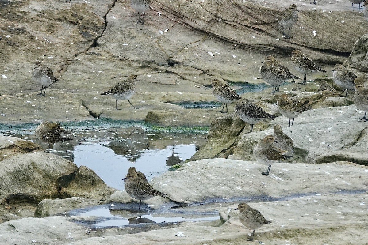 European Golden-Plover - ML643483692