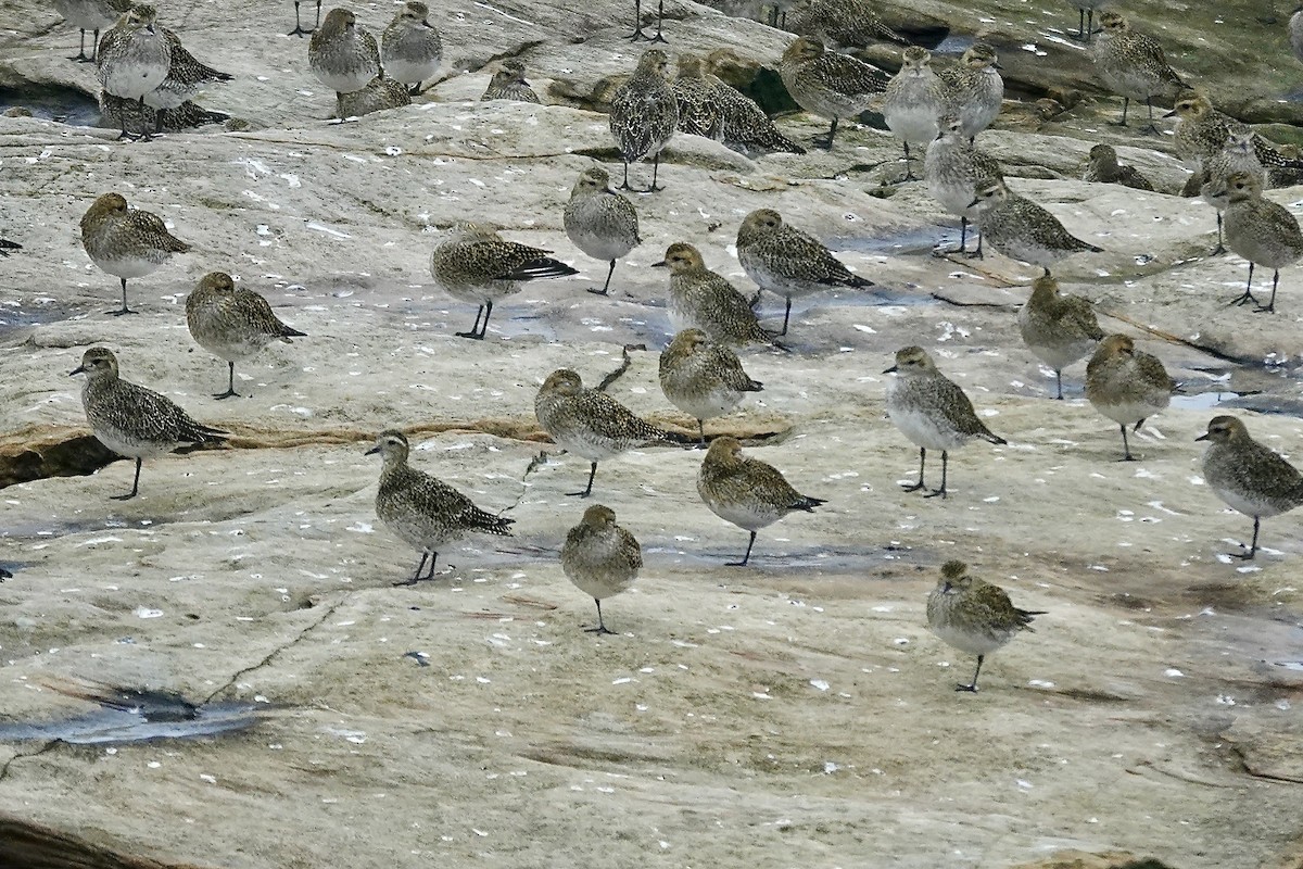 European Golden-Plover - ML643483693