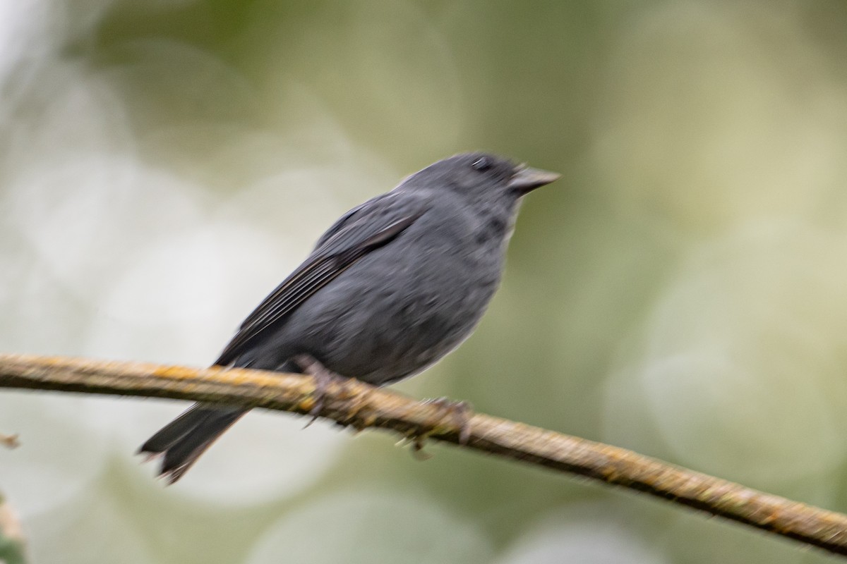 Slaty Finch - ML643483701
