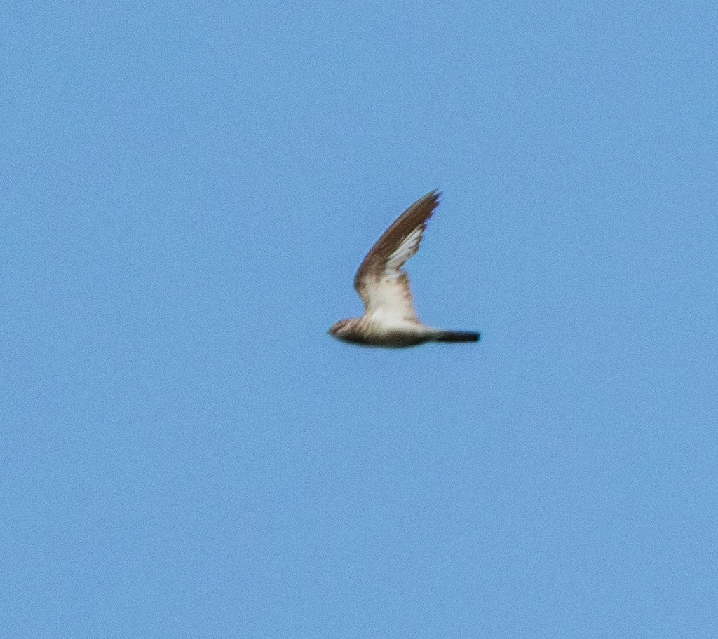 Sand-colored Nighthawk - ML643483704