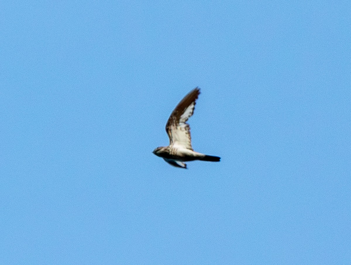 Sand-colored Nighthawk - ML643483705