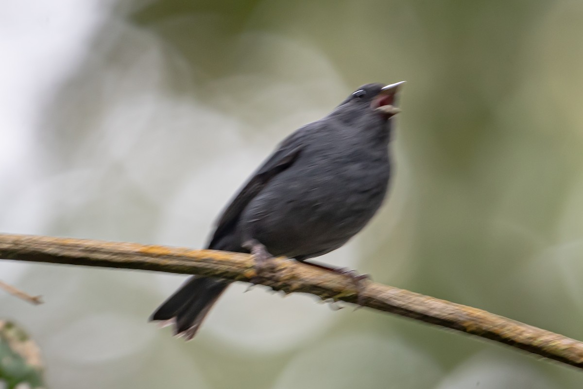 Slaty Finch - ML643483708