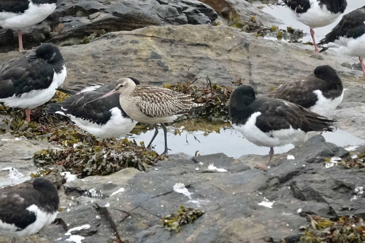 Bar-tailed Godwit - ML643483709