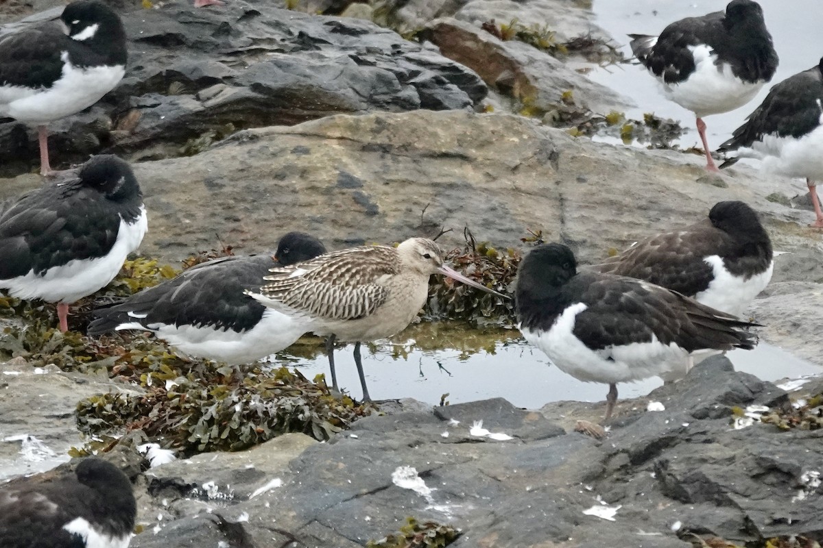 Bar-tailed Godwit - ML643483710