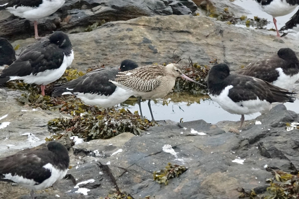 Bar-tailed Godwit - ML643483711