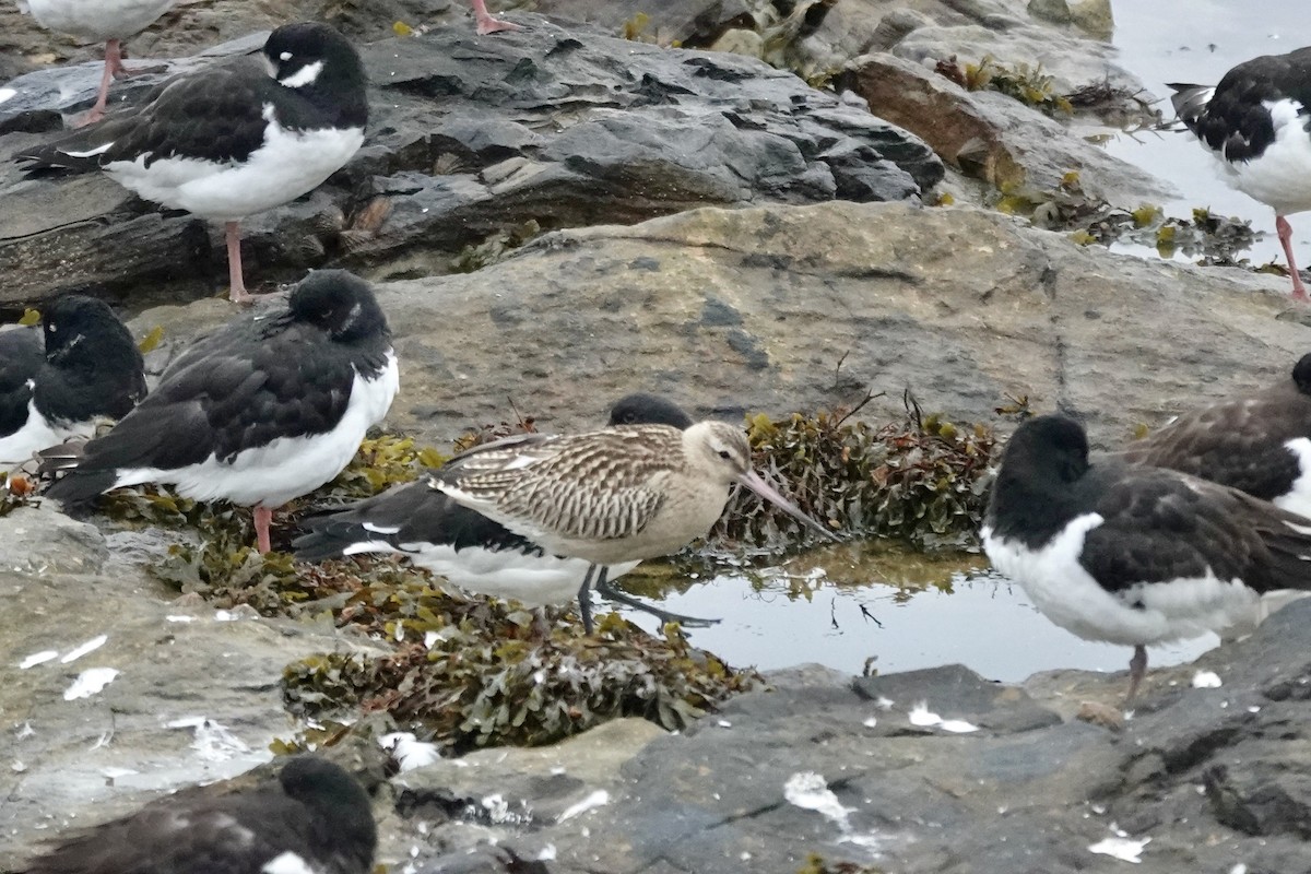 Bar-tailed Godwit - ML643483712