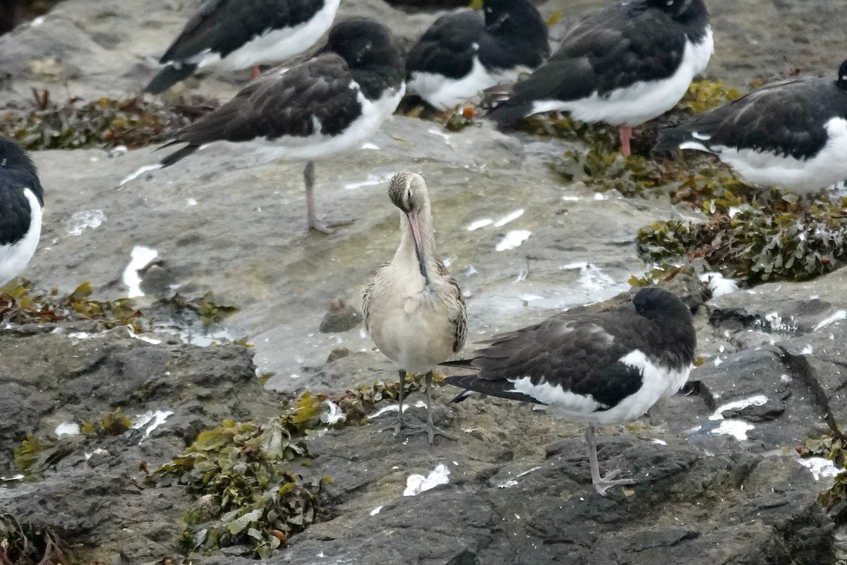 Bar-tailed Godwit - ML643483713