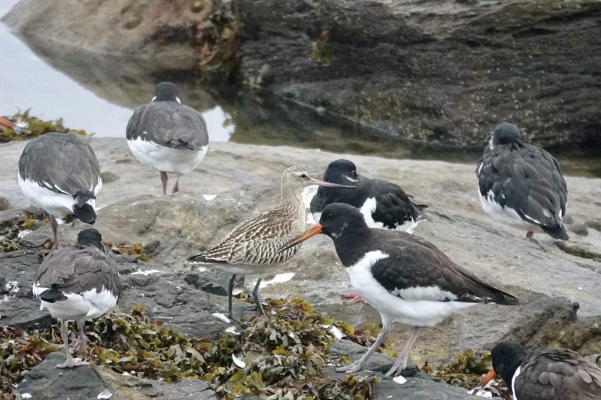Bar-tailed Godwit - ML643483714