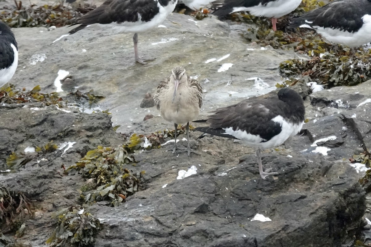 Bar-tailed Godwit - ML643483715