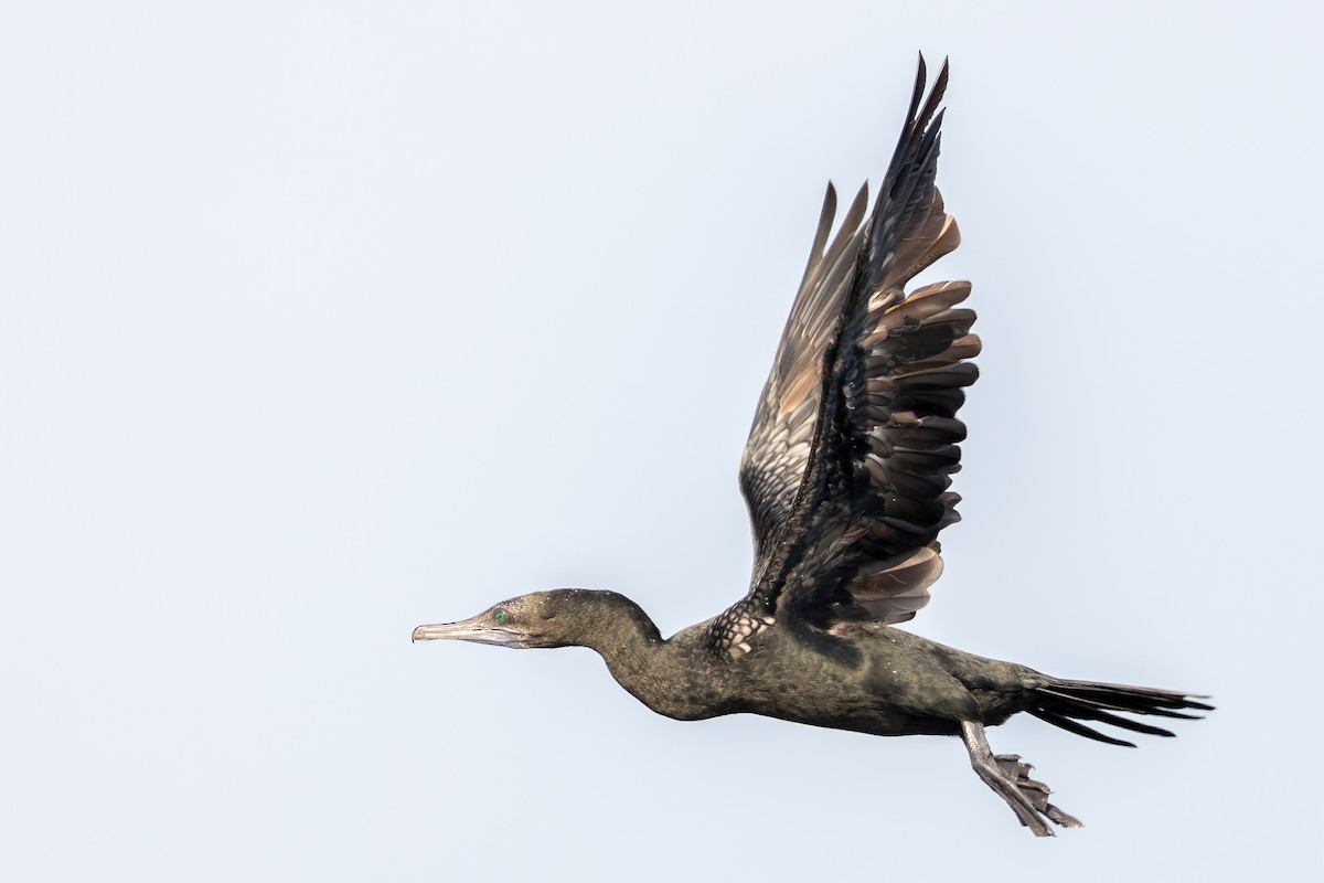 Little Black Cormorant - Daniel Danckwerts (Rockjumper Birding Tours)