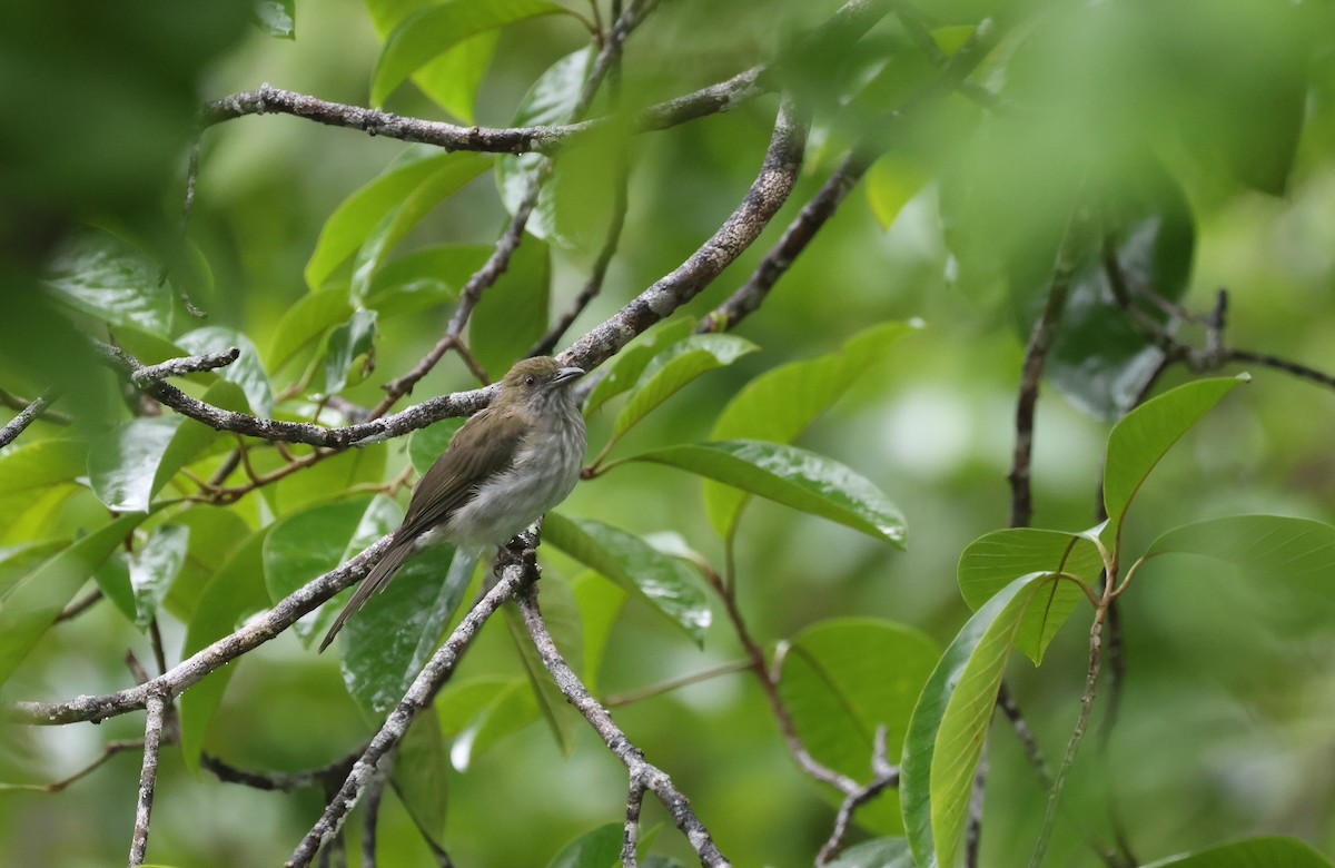 Streaked Bulbul - ML643483724