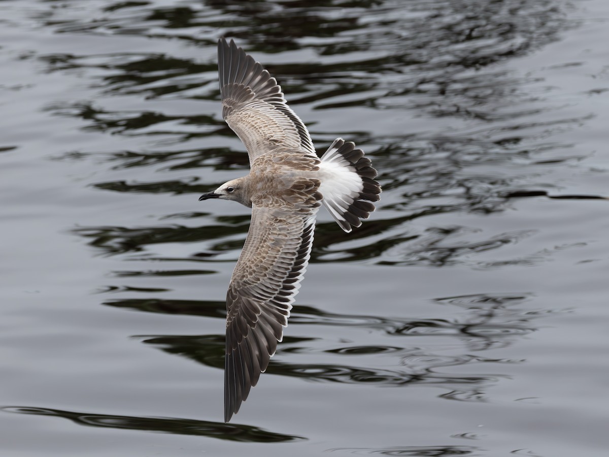 Laughing Gull - ML643483729