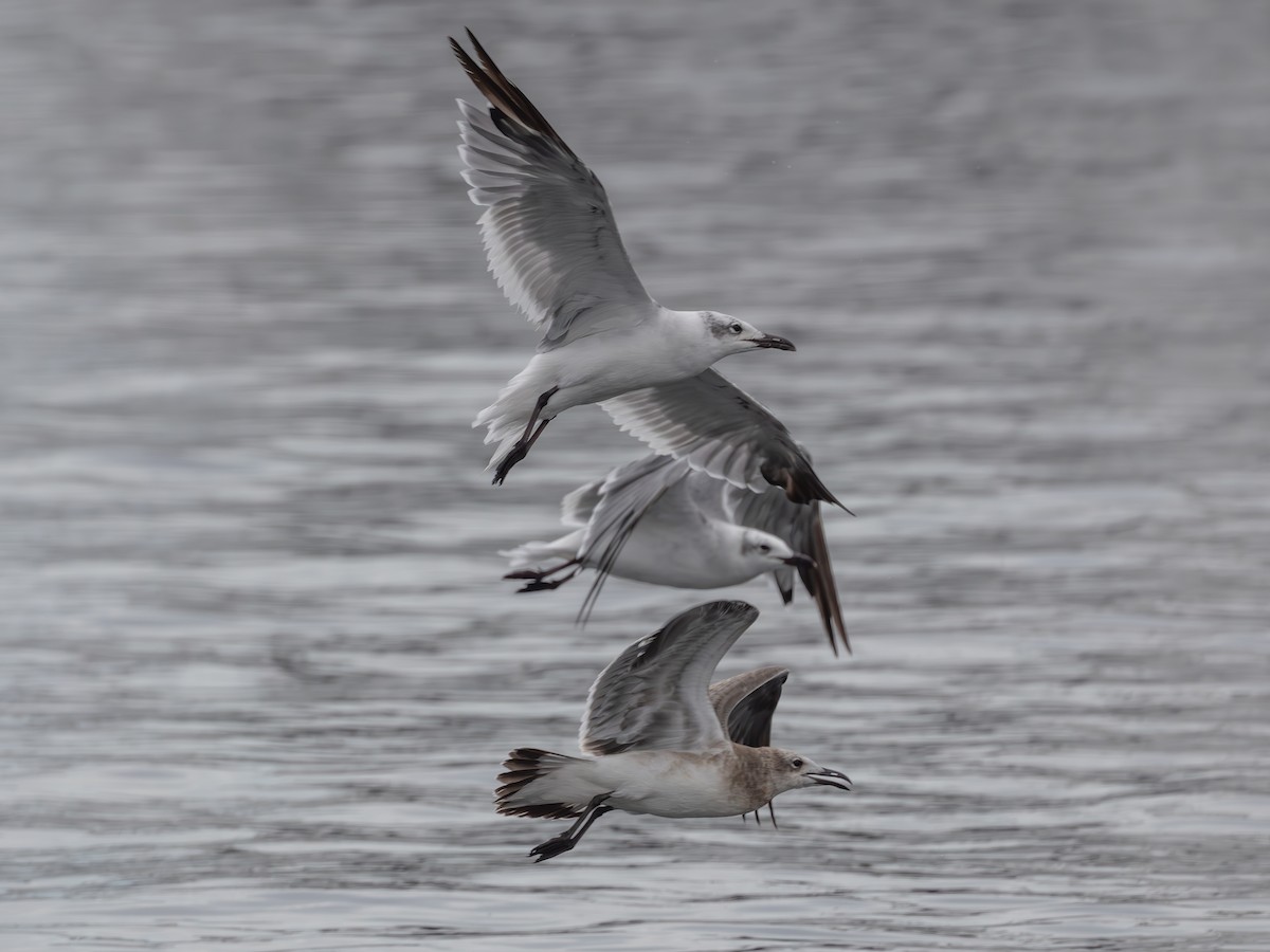 Laughing Gull - ML643483730