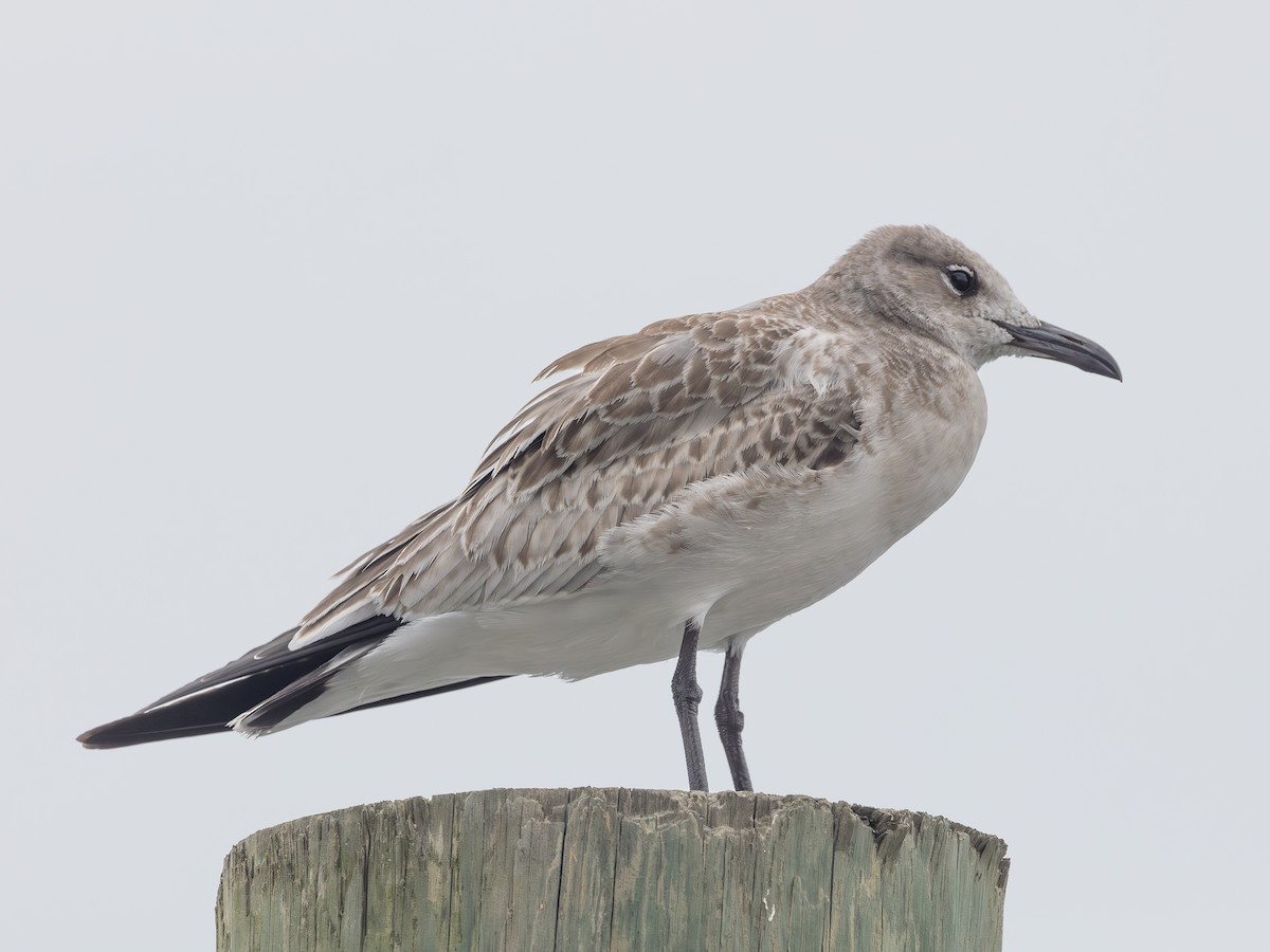 Laughing Gull - ML643483731