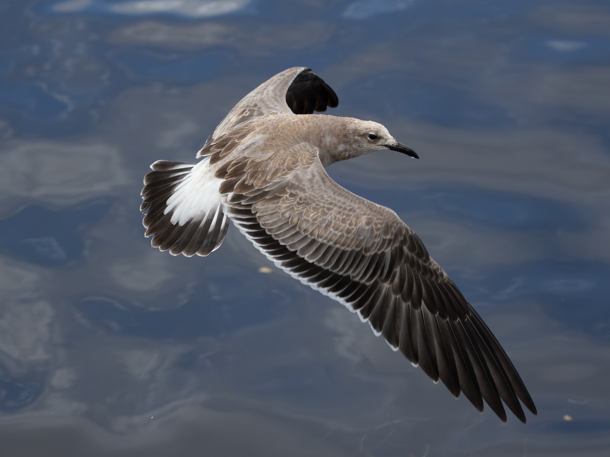 Laughing Gull - ML643483732
