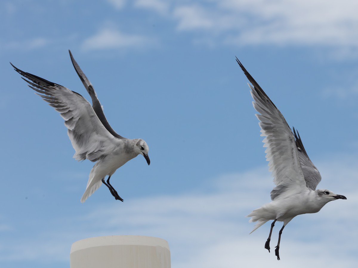 Laughing Gull - ML643483733