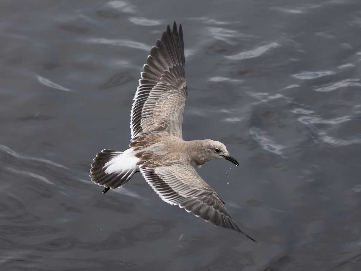 Laughing Gull - ML643483734