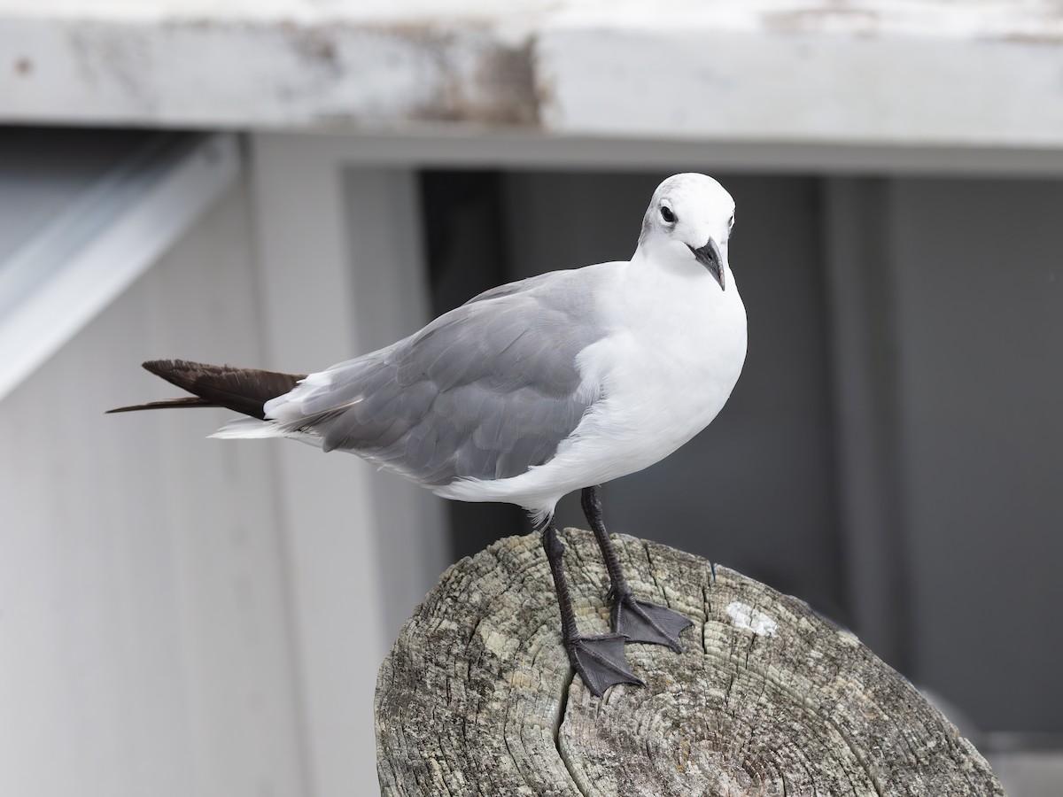 Laughing Gull - ML643483735