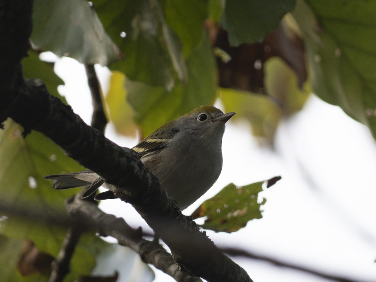 Chestnut-sided Warbler - ML643483738