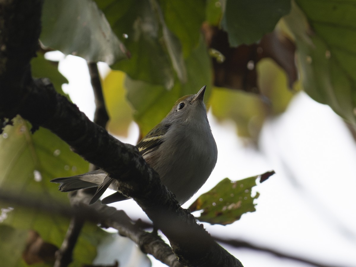 Chestnut-sided Warbler - ML643483739