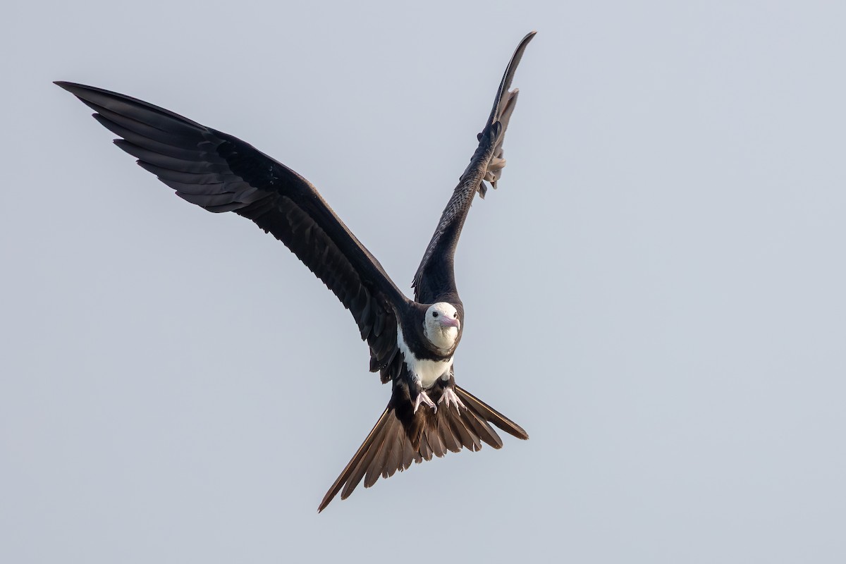Lesser Frigatebird - ML643483744
