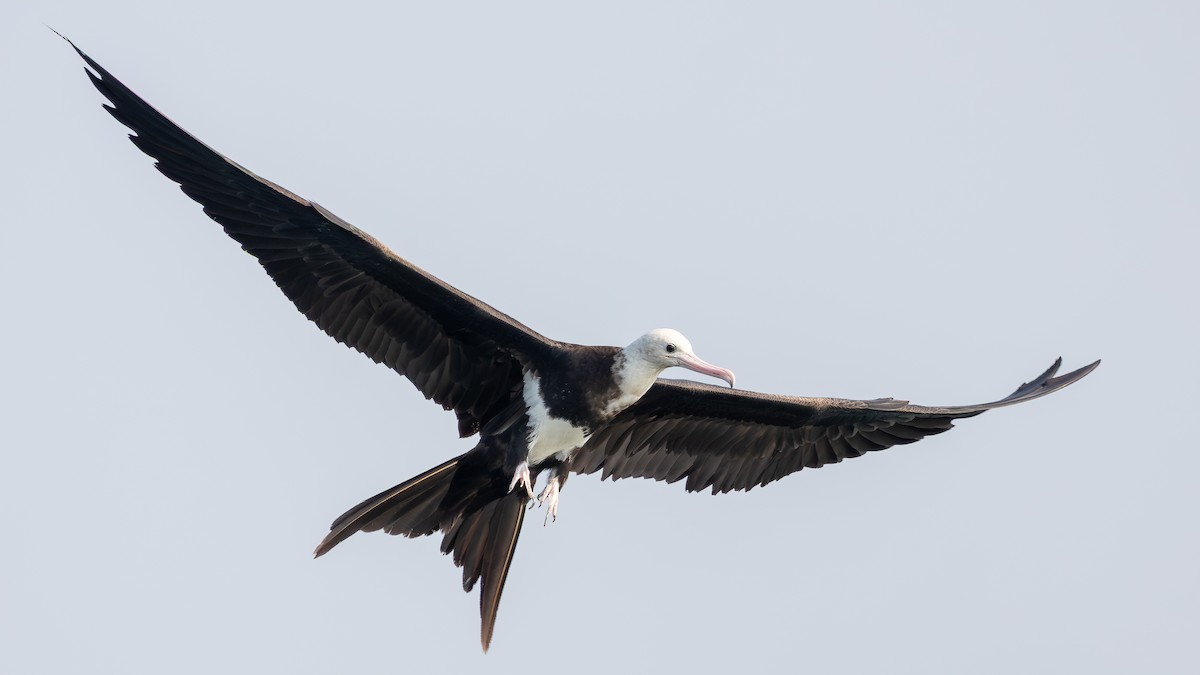 Lesser Frigatebird - ML643483745