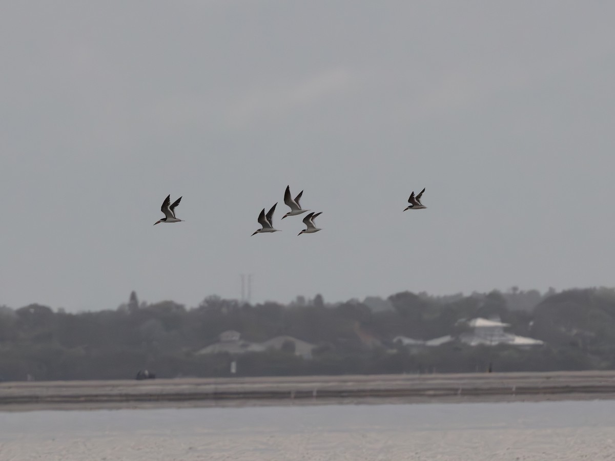 Black Skimmer - ML643483746