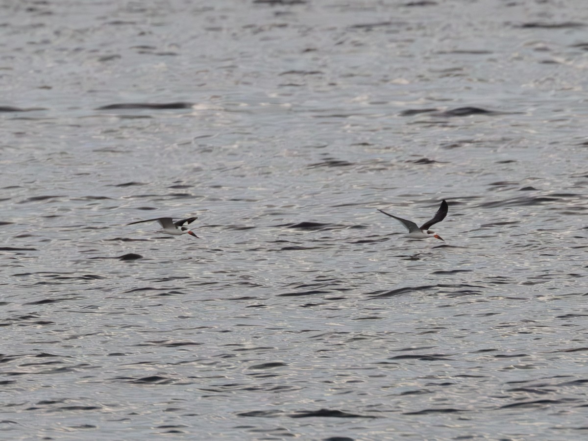 Black Skimmer - ML643483747