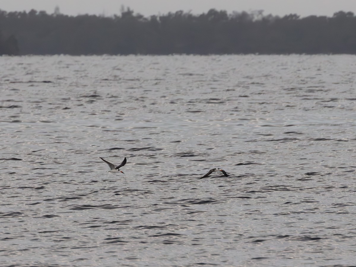 Black Skimmer - ML643483748