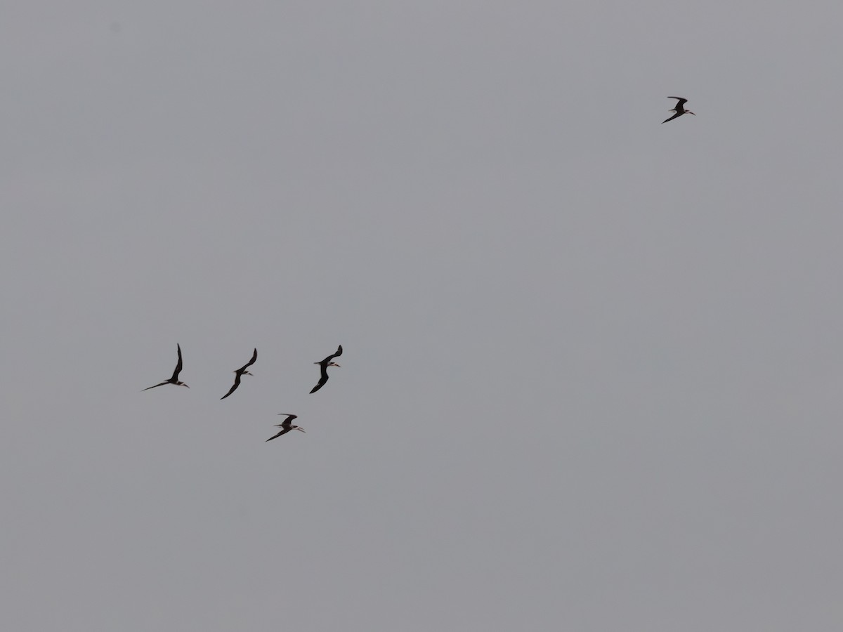 Black Skimmer - ML643483749