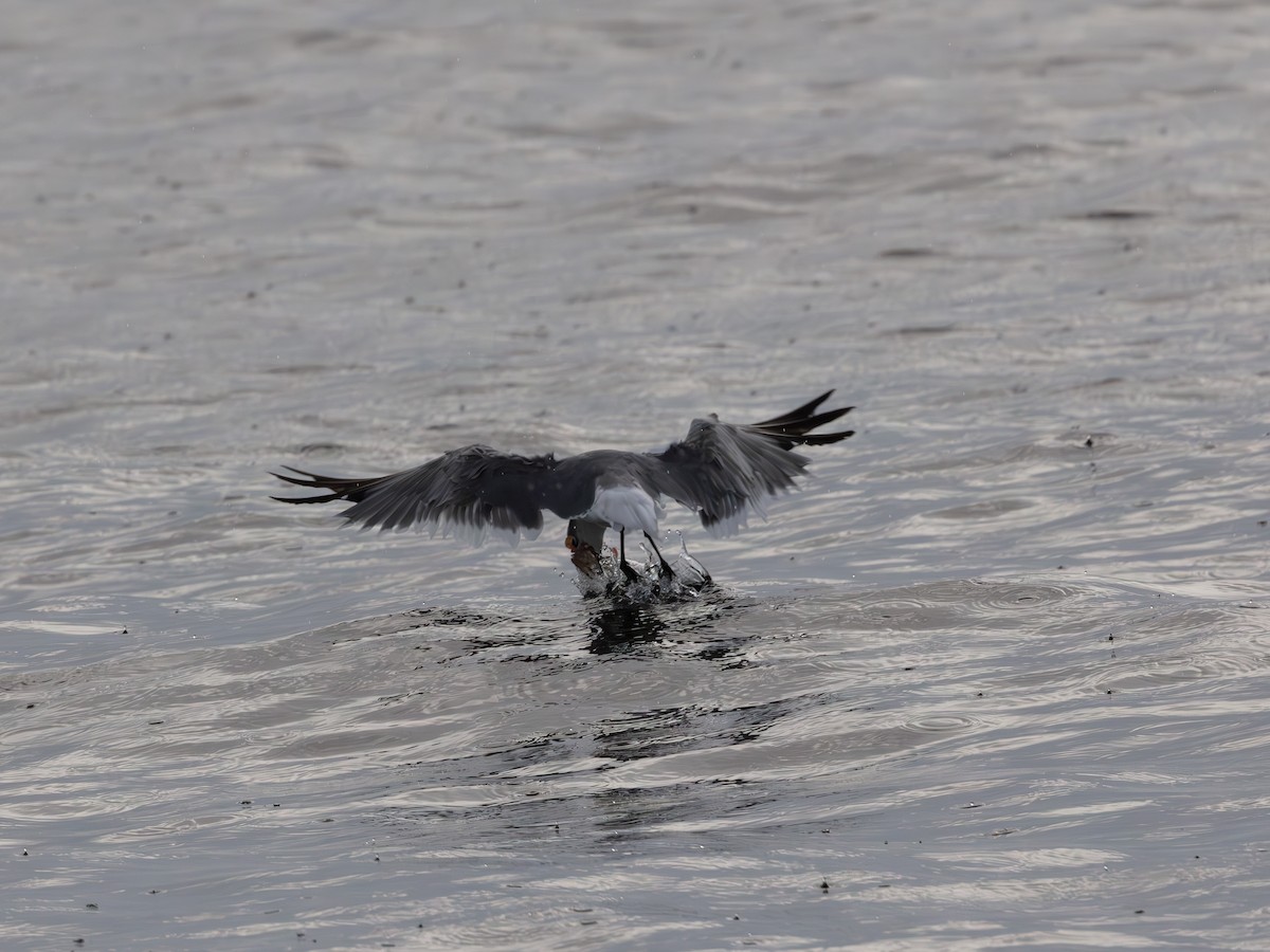 Black Skimmer - ML643483752
