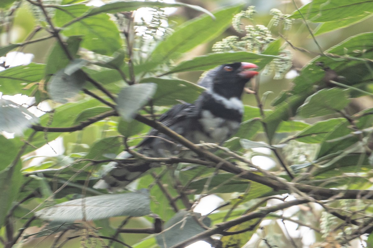 Masked Saltator - ML643483759