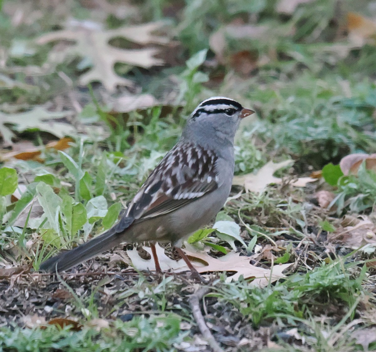 White-crowned Sparrow - ML643483769