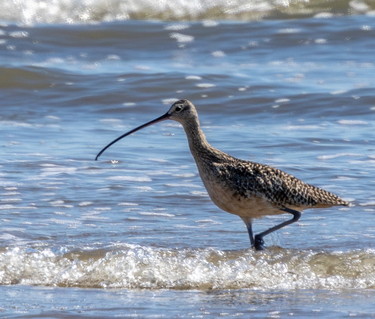 Long-billed Curlew - ML643483791