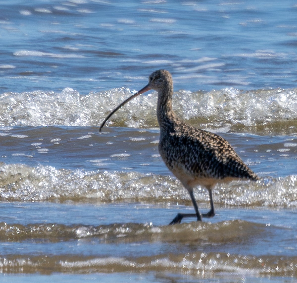 Long-billed Curlew - ML643483796