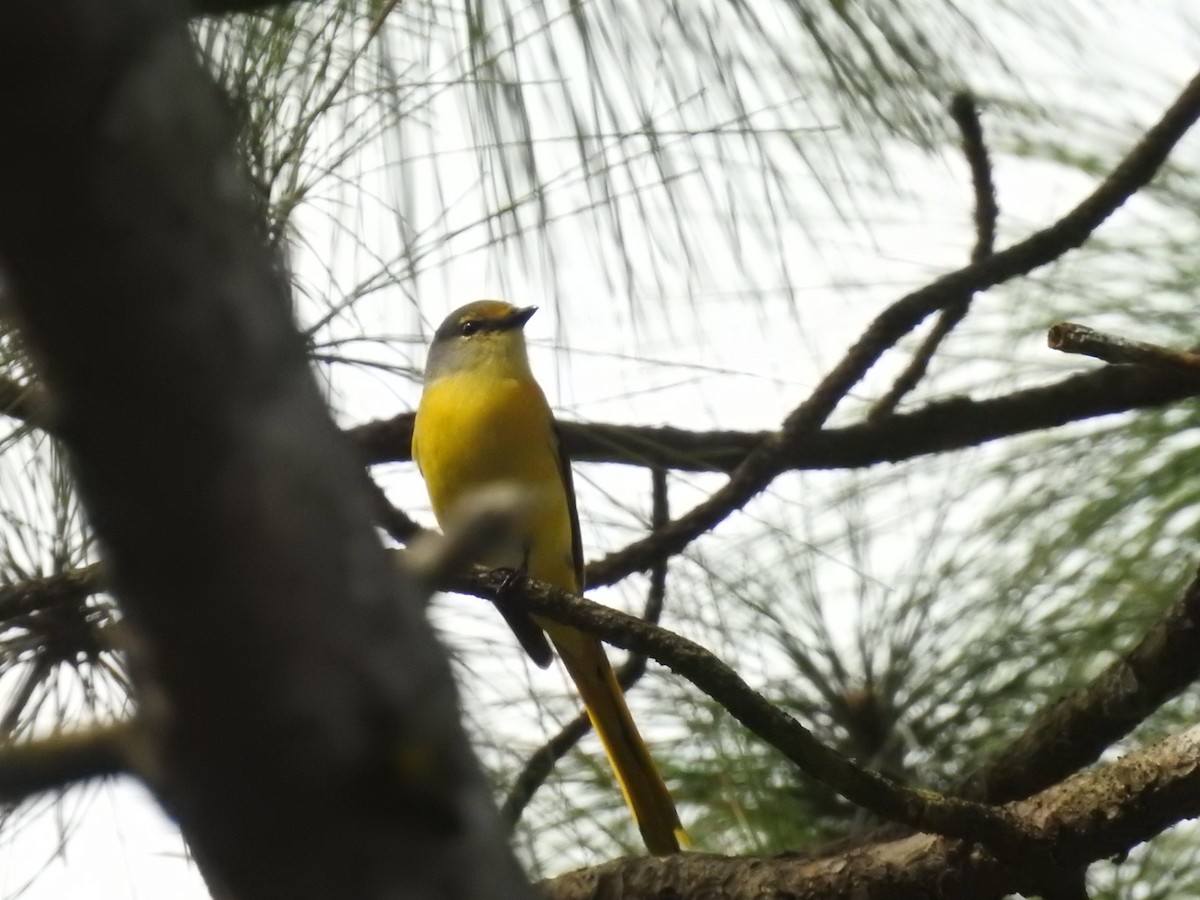 Long-tailed Minivet - ML643483813