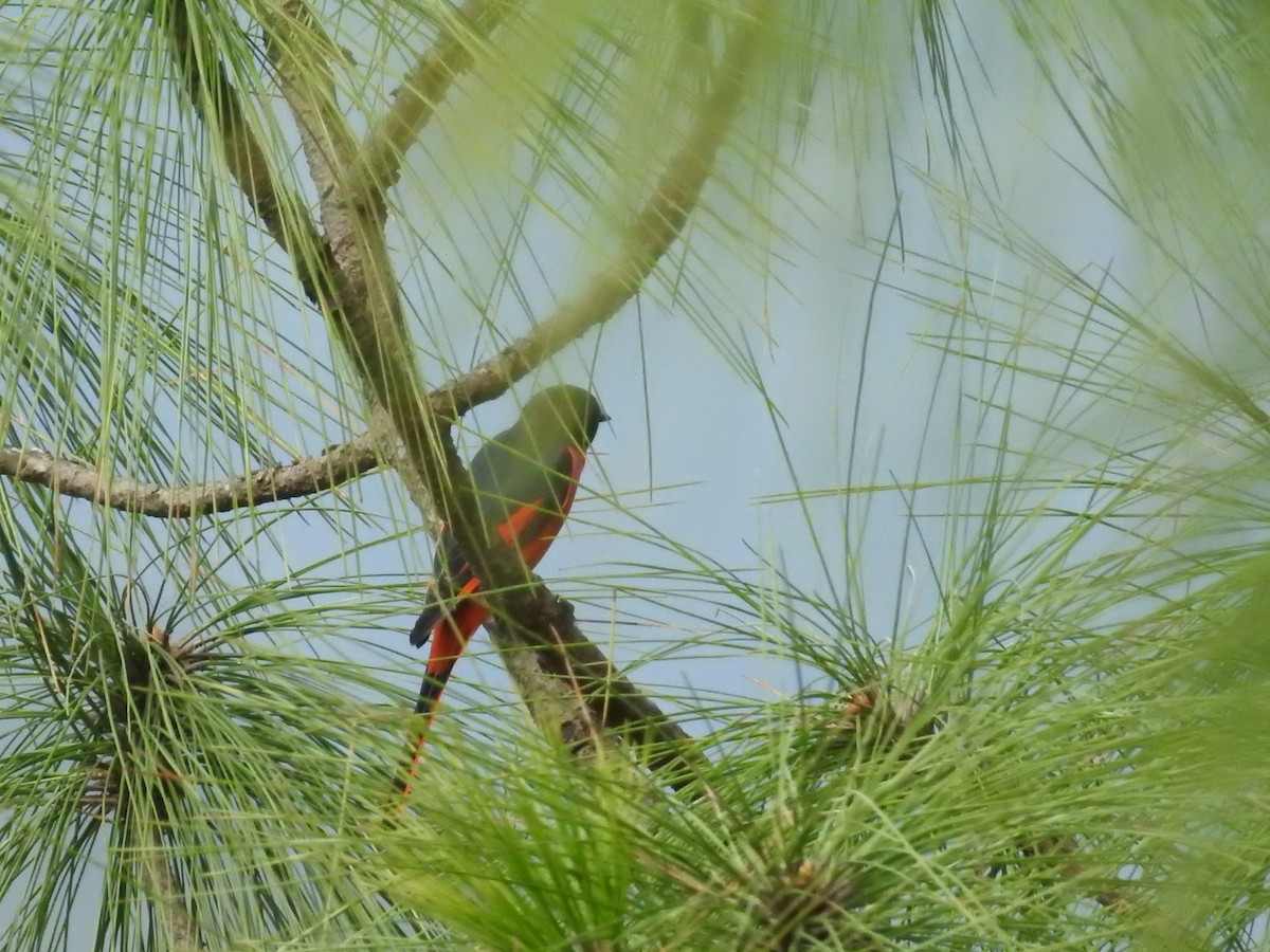 Long-tailed Minivet - ML643483814
