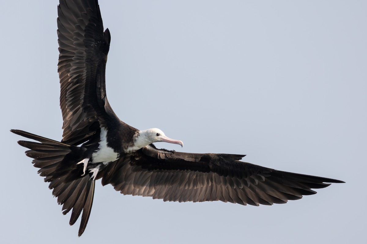 Lesser Frigatebird - ML643483817
